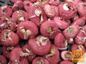 чудо-луковица гладиолуса поможет в избавлении от гайморита